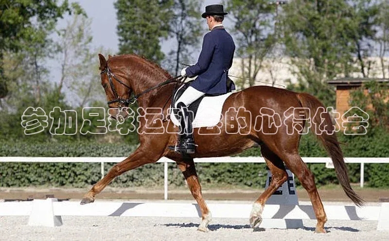 新宝gg开户登录极氪智能科技参加足球运动会的心得体会